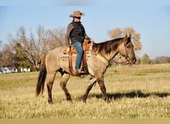 American Quarter Horse, Castrone, 13 Anni, 152 cm, Grullo