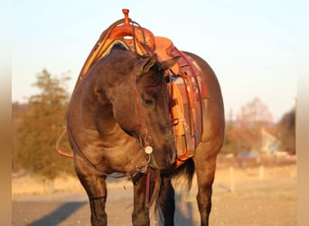 American Quarter Horse, Castrone, 13 Anni, 152 cm, Grullo