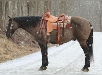 American Quarter Horse, Castrone, 13 Anni, 152 cm, Grullo