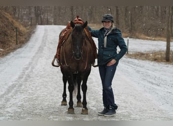 American Quarter Horse, Castrone, 13 Anni, 152 cm, Grullo