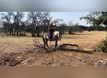 American Quarter Horse, Castrone, 13 Anni, 152 cm, Overo-tutti i colori