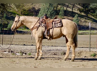 American Quarter Horse, Castrone, 13 Anni, 152 cm, Palomino