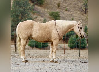 American Quarter Horse, Castrone, 13 Anni, 152 cm, Palomino
