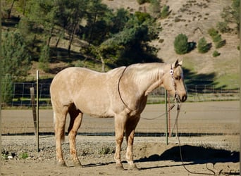 American Quarter Horse, Castrone, 13 Anni, 152 cm, Palomino
