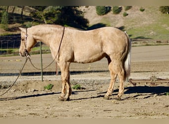 American Quarter Horse, Castrone, 13 Anni, 152 cm, Palomino
