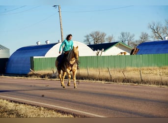 American Quarter Horse, Castrone, 13 Anni, 152 cm, Palomino