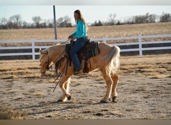 American Quarter Horse, Castrone, 13 Anni, 152 cm, Palomino