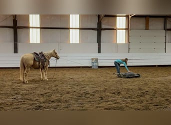 American Quarter Horse, Castrone, 13 Anni, 152 cm, Palomino