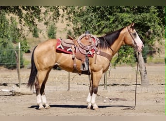 American Quarter Horse, Castrone, 13 Anni, 152 cm, Pelle di daino