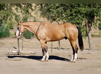 American Quarter Horse, Castrone, 13 Anni, 152 cm, Pelle di daino