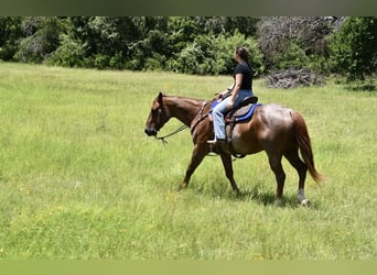 American Quarter Horse, Castrone, 13 Anni, 152 cm, Roano rosso