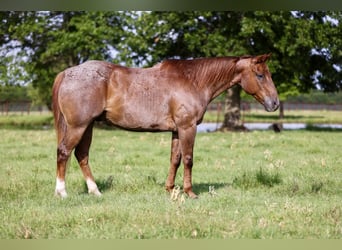 American Quarter Horse, Castrone, 13 Anni, 152 cm, Roano rosso