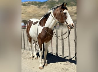 American Quarter Horse, Castrone, 13 Anni, 152 cm, Tobiano-tutti i colori