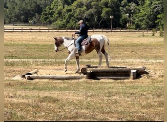 American Quarter Horse, Castrone, 13 Anni, 152 cm, Tobiano-tutti i colori