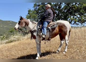 American Quarter Horse, Castrone, 13 Anni, 152 cm, Tobiano-tutti i colori