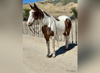 American Quarter Horse, Castrone, 13 Anni, 152 cm, Tobiano-tutti i colori