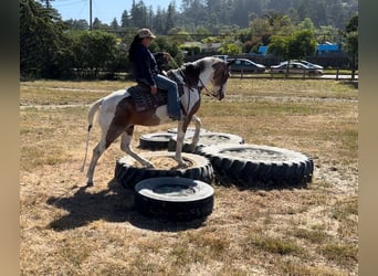 American Quarter Horse, Castrone, 13 Anni, 152 cm, Tobiano-tutti i colori