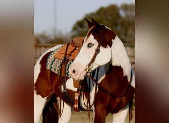 American Quarter Horse, Castrone, 13 Anni, 152 cm, Tobiano-tutti i colori