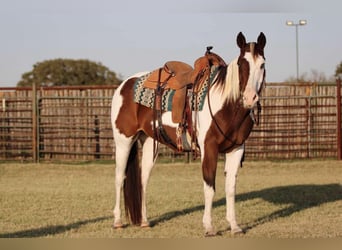 American Quarter Horse, Castrone, 13 Anni, 152 cm, Tobiano-tutti i colori