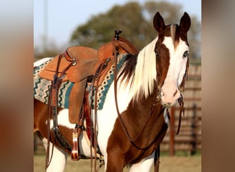 American Quarter Horse, Castrone, 13 Anni, 152 cm, Tobiano-tutti i colori