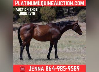 American Quarter Horse, Castrone, 13 Anni, 155 cm, Baio ciliegia