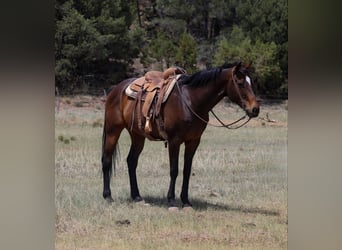 American Quarter Horse, Castrone, 13 Anni, 155 cm, Baio ciliegia