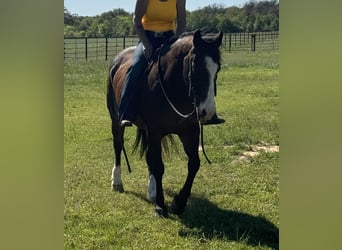American Quarter Horse, Castrone, 13 Anni, 155 cm, Baio ciliegia