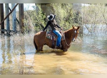 American Quarter Horse, Castrone, 13 Anni, 155 cm, Champagne