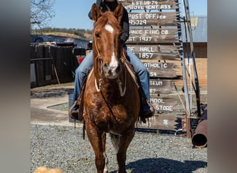 American Quarter Horse, Castrone, 13 Anni, 155 cm, Champagne