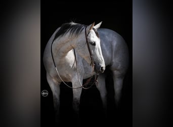 American Quarter Horse, Castrone, 13 Anni, 155 cm, Grigio