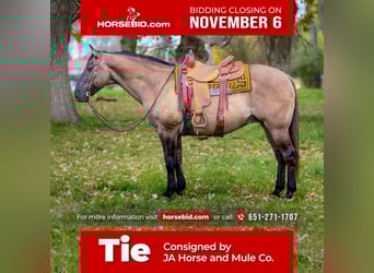 American Quarter Horse, Castrone, 13 Anni, 155 cm, Grullo