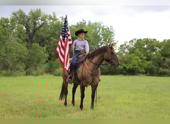 American Quarter Horse, Castrone, 13 Anni, 155 cm, Grullo
