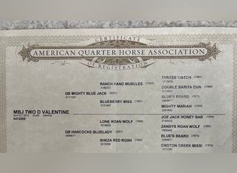 American Quarter Horse, Castrone, 13 Anni, 155 cm, Grullo