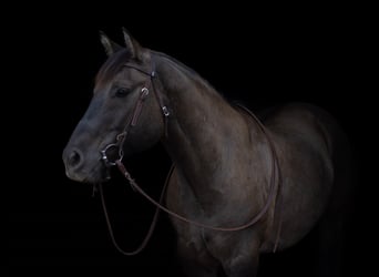 American Quarter Horse, Castrone, 13 Anni, 155 cm, Grullo