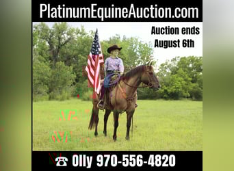 American Quarter Horse, Castrone, 13 Anni, 155 cm, Grullo
