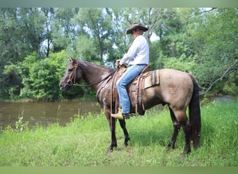 American Quarter Horse, Castrone, 13 Anni, 155 cm, Grullo