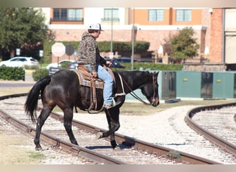 American Quarter Horse, Castrone, 13 Anni, 155 cm, Morello