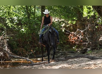 American Quarter Horse, Castrone, 13 Anni, 155 cm, Morello