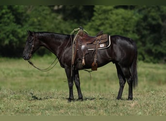 American Quarter Horse, Castrone, 13 Anni, 155 cm, Morello