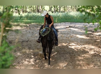 American Quarter Horse, Castrone, 13 Anni, 155 cm, Morello