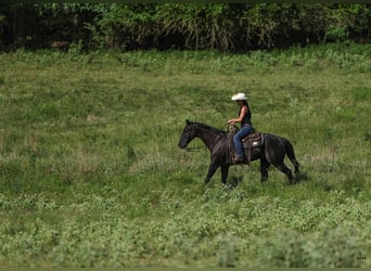 American Quarter Horse, Castrone, 13 Anni, 155 cm, Morello