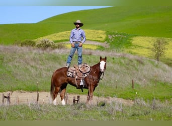 American Quarter Horse, Castrone, 13 Anni, 155 cm, Overo-tutti i colori