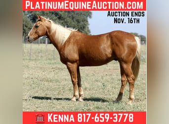 American Quarter Horse, Castrone, 13 Anni, 155 cm, Palomino