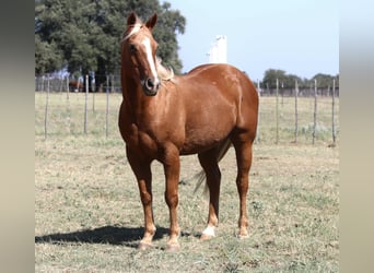 American Quarter Horse, Castrone, 13 Anni, 155 cm, Palomino