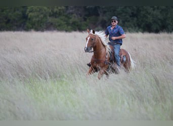 American Quarter Horse, Castrone, 13 Anni, 155 cm, Palomino