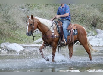 American Quarter Horse, Castrone, 13 Anni, 155 cm, Palomino