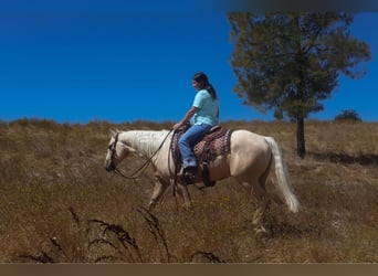 American Quarter Horse, Castrone, 13 Anni, 155 cm, Palomino