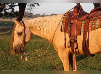 American Quarter Horse, Castrone, 13 Anni, 155 cm, Palomino