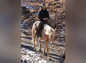 American Quarter Horse, Castrone, 13 Anni, 155 cm, Palomino