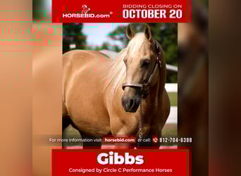 American Quarter Horse, Castrone, 13 Anni, 155 cm, Palomino